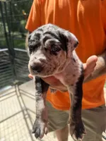 Purple collar, a female Catahoula Leopard Dog for sale in Brooksville, FL – 1 of 4