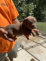 Light blue collar, a female Catahoula Leopard Dog for sale in Brooksville, FL – 2 of 4