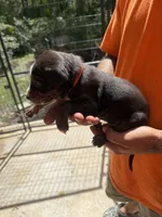 Orange collar, a male Catahoula Leopard Dog for sale in Brooksville, FL – 2 of 4