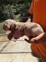 Yellow collar, a male Catahoula Leopard Dog for sale in Brooksville, FL – 2 of 3