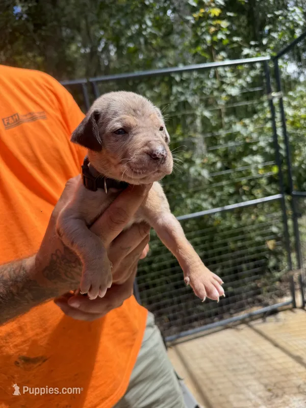 Black collar – Catahoula Leopard Dog puppy for sale in Brooksville, FL