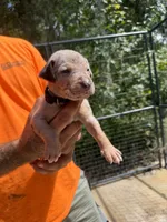 Black collar, a male Catahoula Leopard Dog for sale in Brooksville, FL – 1 of 5