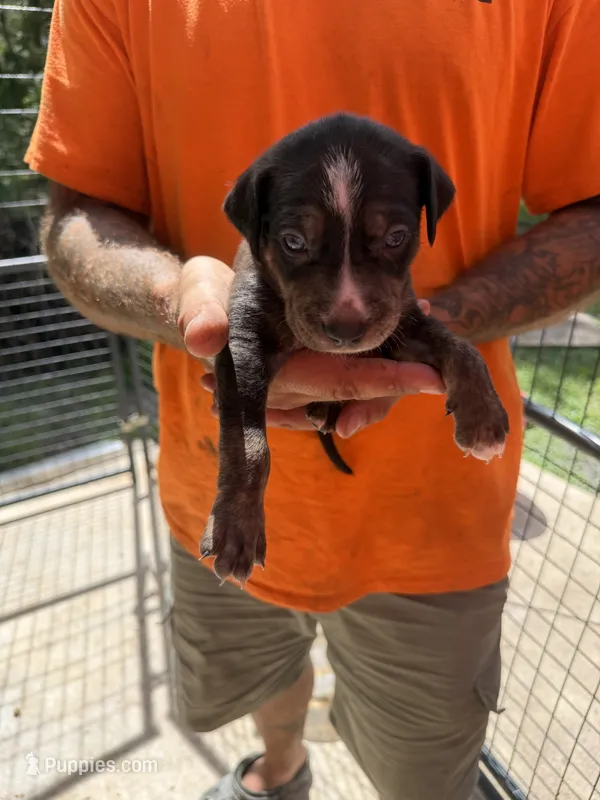 Orange collar – Catahoula Leopard Dog puppy for sale in Brooksville, FL