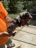 Dark blue collar, a male Catahoula Leopard Dog for sale in Brooksville, FL – 2 of 4