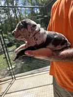 Purple collar, a female Catahoula Leopard Dog for sale in Brooksville, FL – 2 of 4