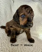 Bear, a male Poodle - Standard  for sale in Peyton, CO – Photo 1 of 7