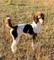 Bear, a male Poodle - Standard  for sale in Peyton, CO – Photo 4 of 7