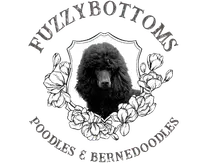 Bear, a male Poodle - Standard  for sale in Peyton, CO – Photo 7 of 7