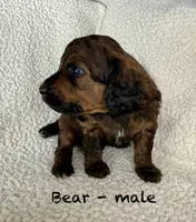 Bear, a male Poodle - Standard  for sale in Peyton, CO – Photo 2 of 7