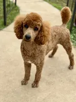 Fawn, a female Poodle - Standard  for sale in Peyton, CO – Photo 2 of 6