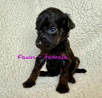 Fawn, a female Poodle - Standard  for sale in Peyton, CO – Photo 1 of 6