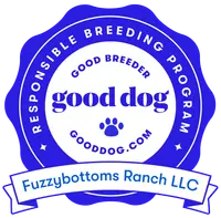 Fawn, a female Poodle - Standard  for sale in Peyton, CO – Photo 4 of 6