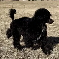 LARK, a male Poodle for sale in Peyton, CO – Photo 6 of 8