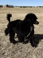 LARK, a male Poodle for sale in Peyton, CO – Photo 6 of 8