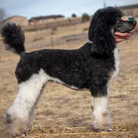 LARK, a male Poodle for sale in Peyton, CO – Photo 3 of 8