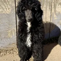 LARK, a male Poodle for sale in Peyton, CO – Photo 8 of 8