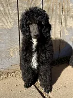 LARK, a male Poodle for sale in Peyton, CO – Photo 8 of 8
