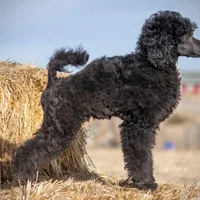 LARK, a male Poodle for sale in Peyton, CO – Photo 1 of 8