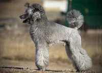 LARK, a male Poodle for sale in Peyton, CO – Photo 4 of 8
