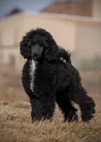 LARK, a male Poodle for sale in Peyton, CO – Photo 5 of 8