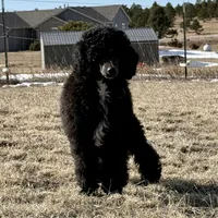 LARK, a male Poodle for sale in Peyton, CO – Photo 7 of 8