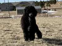 LARK, a male Poodle for sale in Peyton, CO – Photo 7 of 8