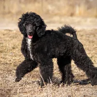 LARK, a male Poodle for sale in Peyton, CO – Photo 2 of 8