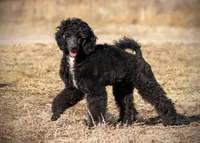 LARK, a male Poodle for sale in Peyton, CO – Photo 2 of 8