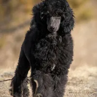 FINCH, a male Poodle for sale in Peyton, CO – Photo 2 of 8