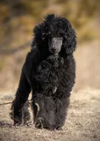 FINCH, a male Poodle for sale in Peyton, CO – Photo 2 of 8
