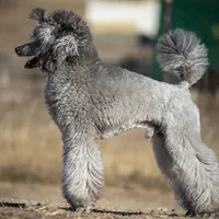 FINCH, a male Poodle for sale in Peyton, CO – Photo 4 of 8