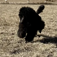 FINCH, a male Poodle for sale in Peyton, CO – Photo 7 of 8