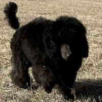 FINCH, a male Poodle for sale in Peyton, CO – Photo 6 of 8