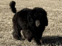FINCH, a male Poodle for sale in Peyton, CO – Photo 6 of 8