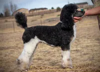 FINCH, a male Poodle for sale in Peyton, CO – Photo 3 of 8