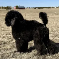 FINCH, a male Poodle for sale in Peyton, CO – Photo 5 of 8
