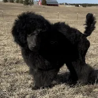 FINCH, a male Poodle for sale in Peyton, CO – Photo 8 of 8