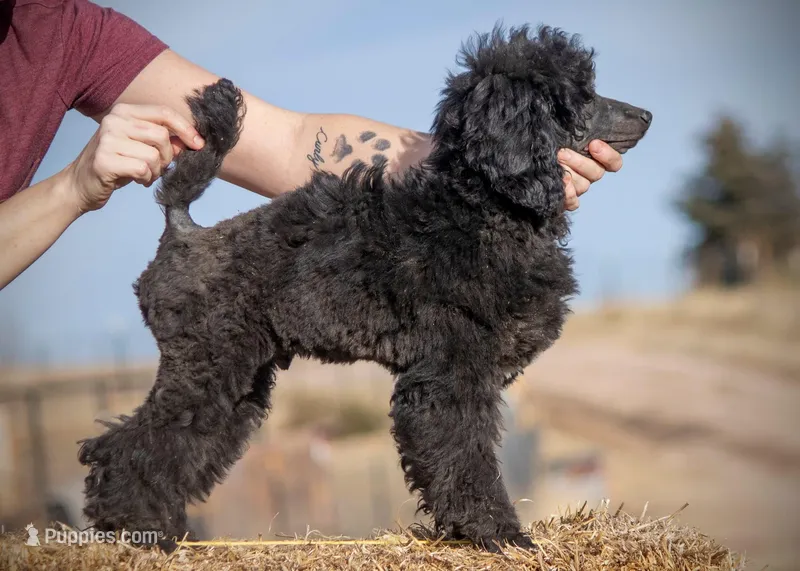 FINCH, a male Poodle for sale in Peyton, CO – Photo 1 of 8
