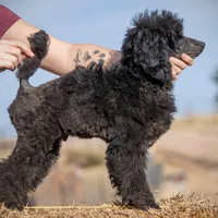 FINCH, a male Poodle for sale in Peyton, CO – Photo 1 of 8