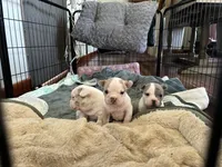 2face, a male American Bully for sale in Rochester Institute of Technology, NY – 4 of 10