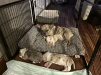 Ghost, a male American Bully for sale in Rochester Institute of Technology, NY – 9 of 10