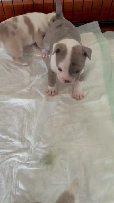 Ghost, a male American Bully for sale in Rochester Institute of Technology, NY – 10 of 10