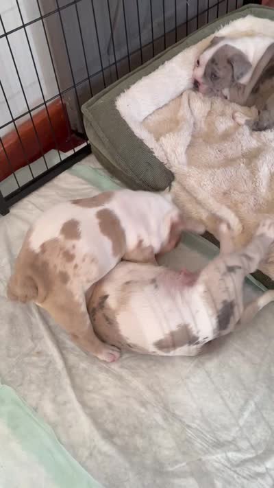 Ghost, a male American Bully for sale in Rochester Institute of Technology, NY – 3 of 10