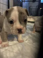 2face, a male American Bully for sale in Rochester Institute of Technology, NY – 2 of 10
