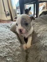 2face, a male American Bully for sale in Rochester Institute of Technology, NY – 3 of 10