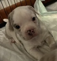 Ghost, a male American Bully for sale in Rochester Institute of Technology, NY – 4 of 10