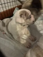 Ghost, a male American Bully for sale in Rochester Institute of Technology, NY – 6 of 10