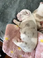 Ghost, a male American Bully for sale in Rochester Institute of Technology, NY – 5 of 10