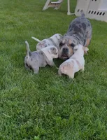 2face, a male American Bully for sale in Rochester Institute of Technology, NY – 8 of 10