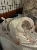 Ghost, a male American Bully for sale in Rochester Institute of Technology, NY – 2 of 10